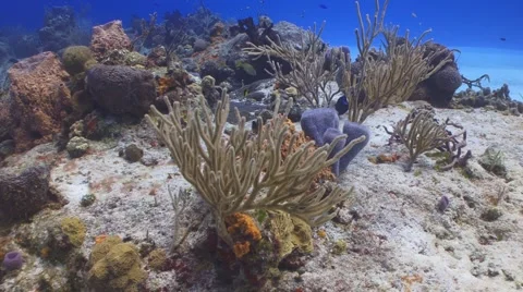 Paradise Aquarium Видео 1075952