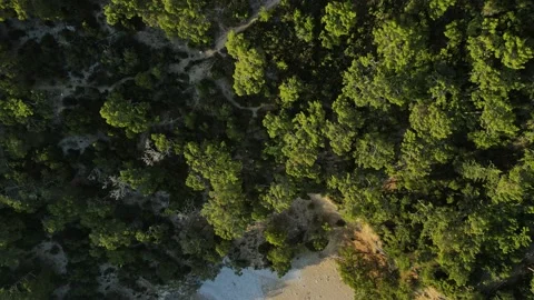 Paradise beach and forest Stock Footage 226945727