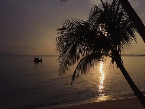 Paradise beach with palm tree and boat at sunset Stock Footage 75445349