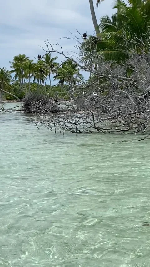 Paradise beach in Rangiroa Vídeo Stock 344426971