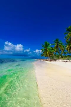 Paradise beach tree palm tree Stock Photos