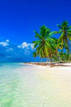 Paradise beach tree palm tree 写真素材
