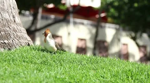 Paradise Bird Video stock 8996573