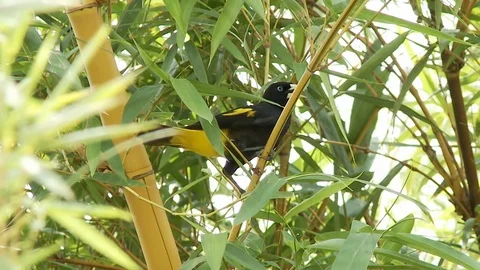 Paradise bird Vídeo Stock 100648813