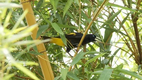 Paradise Bird Vidéo 106522544