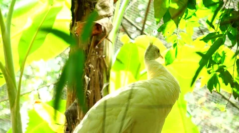 Paradise bird peacock. Stock Footage 63048227