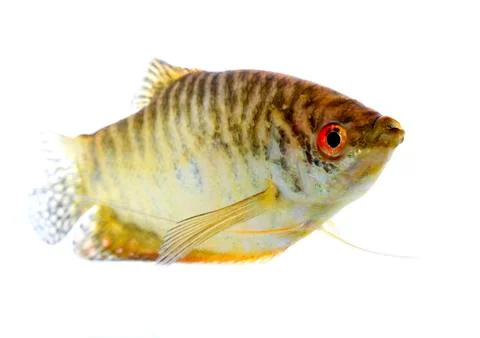 Paradise fish Stock Photos