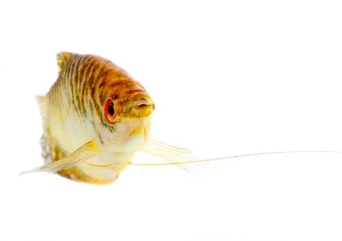 Paradise fish Stock Photos