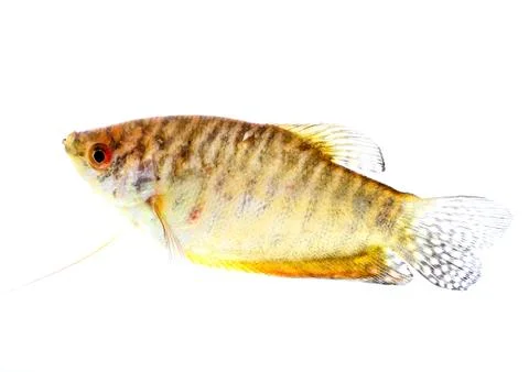 Paradise fish Stock Photos