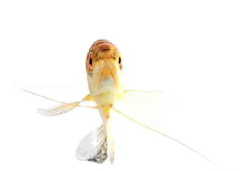 Paradise fish Stock Photos