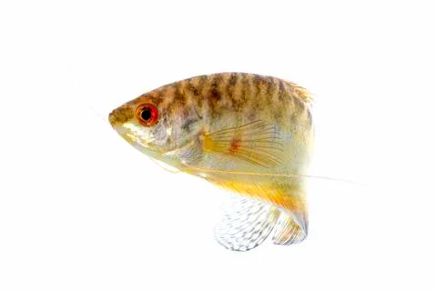 Paradise fish Stock Photos