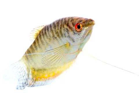 Paradise fish Stock Photos