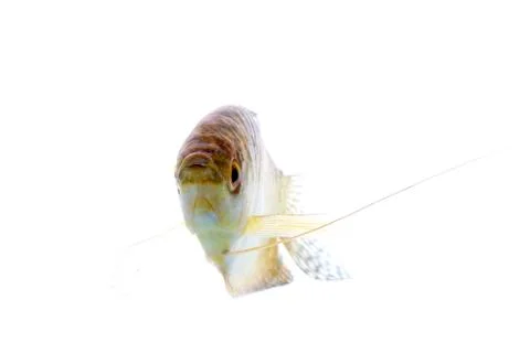 Paradise fish Stock Photos