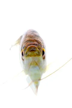 Paradise fish Stock Photos