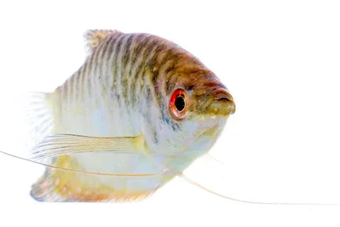 Paradise fish Stock Photos