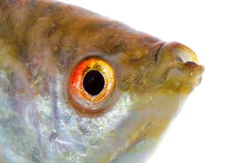 Paradise fish Stock Photos