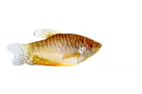 Paradise fish Stock Photos