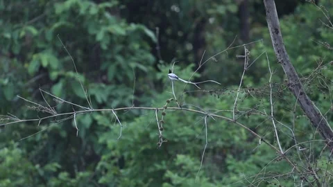 Paradise Fly catcher in flight, bird in flight, grace Stock Footage 278520237