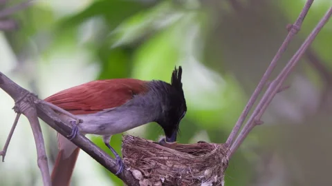 Paradise flycatcher 2 Stock Footage 315399111