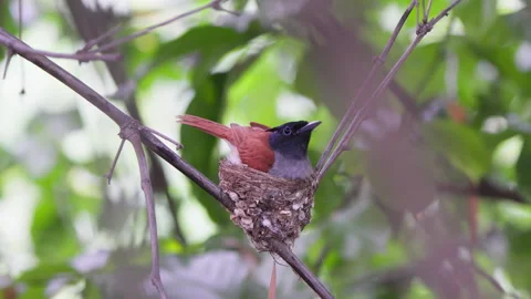 Paradise flycatcher 3 Stock Footage 315399071