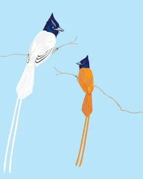 Paradise flycatcher Illustrazione stock