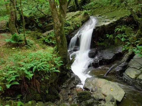 Paradise forest Stock Photos