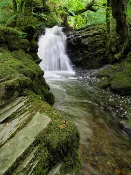 Paradise forest Stock Photos