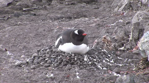 Paradise Harbour Stock Footage 38236448