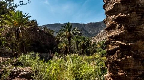 Paradise Palm Tree Timelapse 4k Stock Footage 68995740