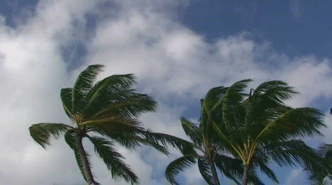 Paradise Palms Stock Footage 313742