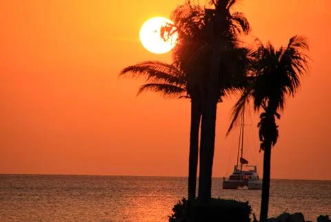 Paradise palms Stock Photos