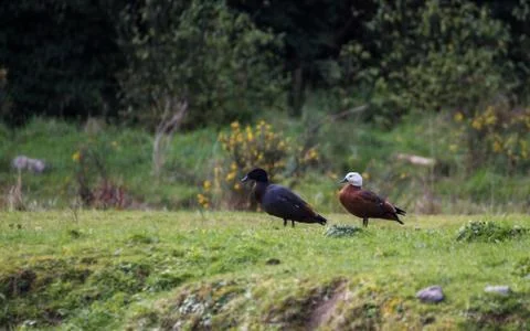 Paradise shelduck Stock Photos