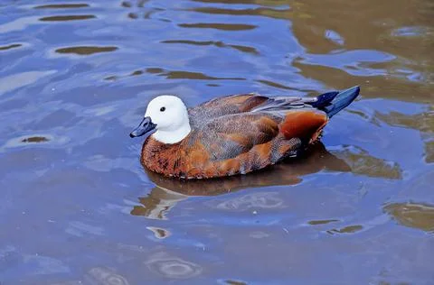 Paradise shelduck Stock Photos
