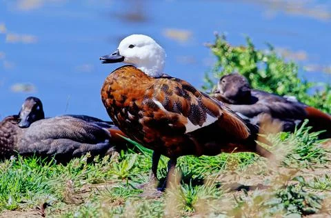 Paradise shelduck Stock Photos