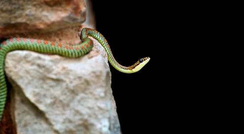 Paradise snake Foto stock