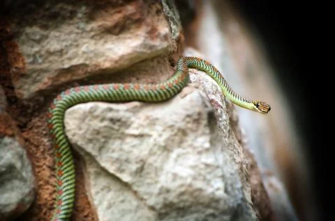 Paradise Snake 库存照片