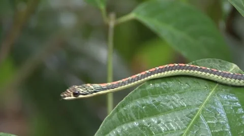 Paradise Tree Snake glide through rainforest smelling with tongue Stock Footage 56681248