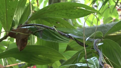 Paradise Tree Snake glide through rainforest smelling with tongue zooming in Stock-Footage 56681387