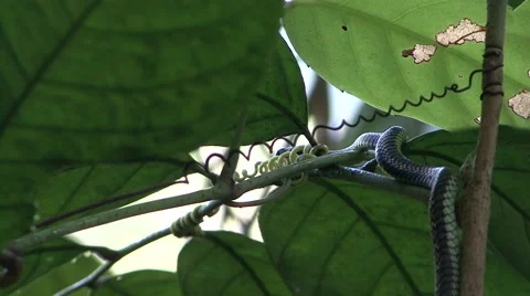 Paradise Tree Snake move slowly in rainforest undergrowth smelling with tongue Stock Footage 56681632
