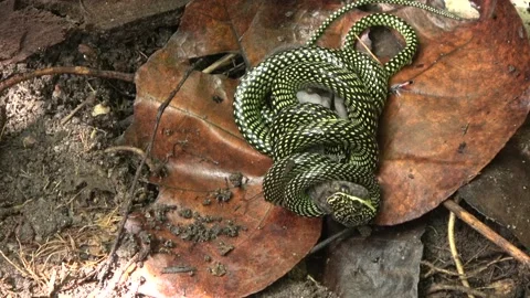 Paradise Tree Snake part 1 Stock-Footage 180922672