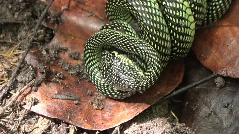 Paradise Tree Snake part 2 Stock-Footage 180922740