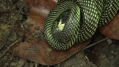 Paradise Tree Snake part 3 Stock Footage 180922879