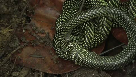Paradise Tree Snake part 4 Stock-Footage 180924580