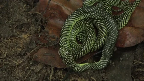 Paradise Tree Snake part 5 Stock-Footage 180928325