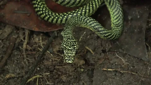 Paradise Tree Snake part 6 Stock-Footage 180925825