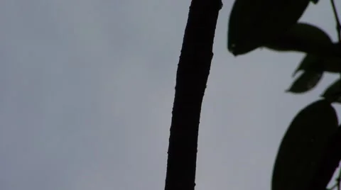 Paradise Tree Snake slither up a branch in in rainforest smelling with tongue Stock Footage 56681784
