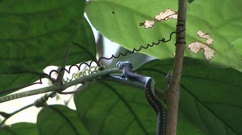 Paradise Tree Snake slither slowly through rainforest undergrowth Stock Footage 56681480