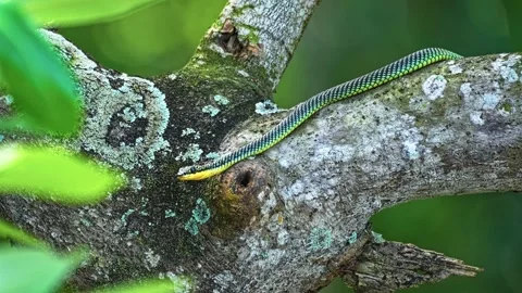 Paradise Tree Snake On The Tree In The Forest. - static shot Stock Footage 304446978