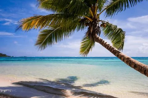  Paradise tropical beach and lagoon in Moorea Island Paradise tropical bea... Stock-Fotos
