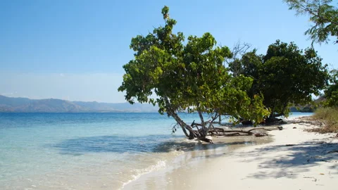 Paradise like tropical beach with a tree Video stock 135478955